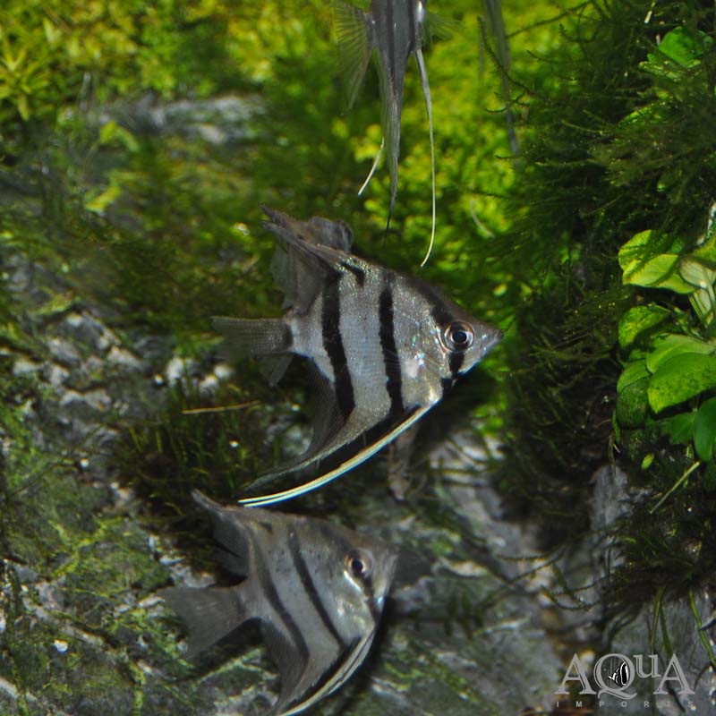 Rio Nanay "Peru Altum" Angel (Pterophyllum scalare)