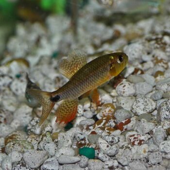 Peru Sailfin Tetra (Crenuchus spilurus)