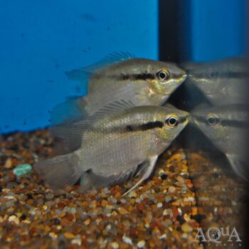 Peruvian Flag Cichlid/Festivum (Mesonauta mirificus)