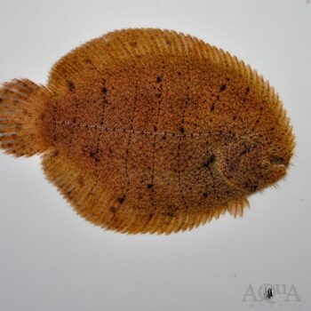 Peruvian Freshwater Sole (Hypoclinemus mentalis)