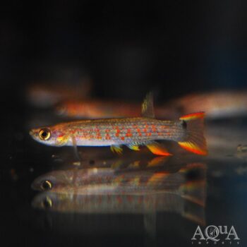 Rivulus rectocaudatus