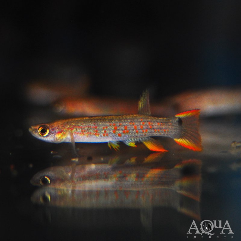 Rivulus rectocaudatus