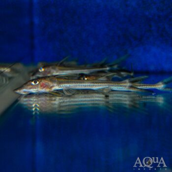 Peruvian Sturgeon Catfish (Leptodoras acipenserinus)