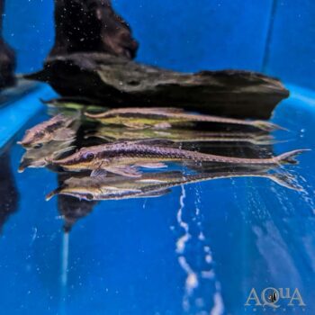 Peruvian Whiptail Catfish (Sturisoma nigrirostrum)