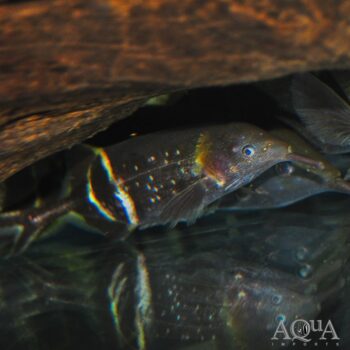Peters Elephant Nose Fish (Gnathonemus petersii)