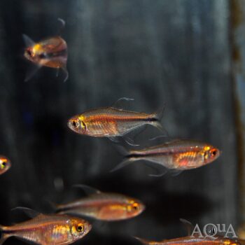 Phoenix Tetra (Hemigrammus filamentosus)