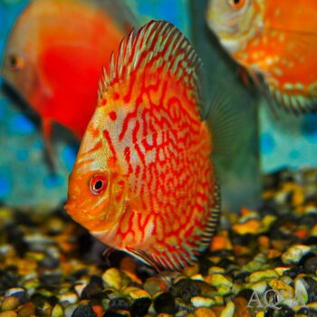 Pigeonblood Discus (Symphysodon discus)