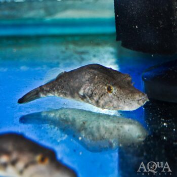 Pignose Puffer (Pao suvattii)