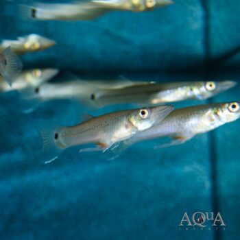 Pike Livebearer (Belonesox belizanus)