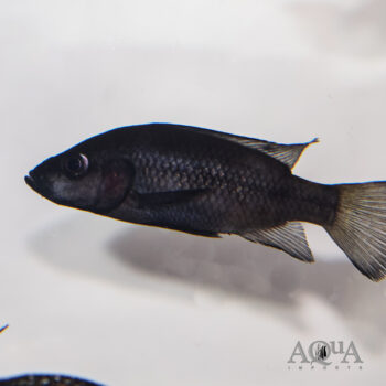 Pindu Cichlid (Stomatepia pindu)