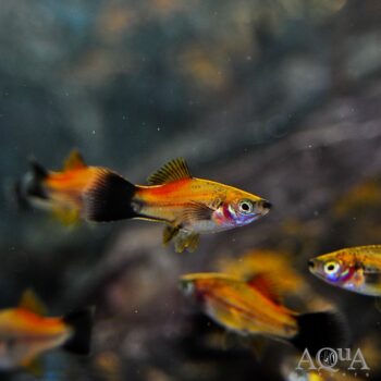 Pineapple Swordtail (Xiphophorus helleri)