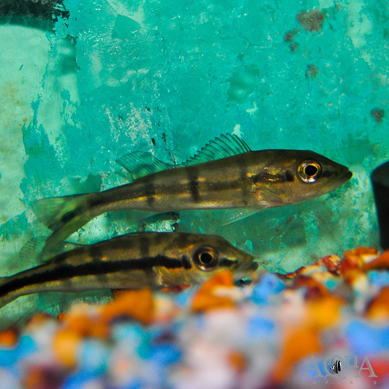 Pinima Peacock Bass (Cichla pinima)