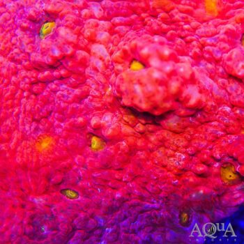 Pink Gold Eye Chalice Coral (Echinophyllia sp.)