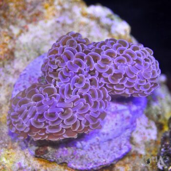 Pink Wall Hammer Coral (Euphyllia ancora)