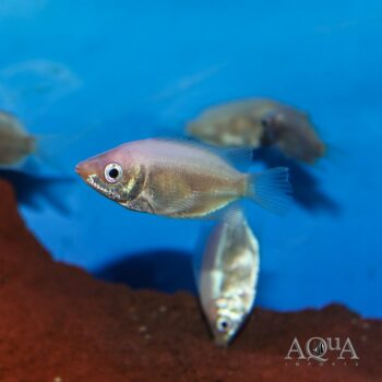 Pink Kissing Gourami (Helostoma temmincki)