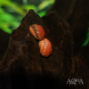 Pink Lady Nerite Snail (Clithon sowerbyanum)