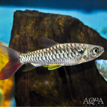 Yellowfin Chalceus (Chalceus erythrurus)
