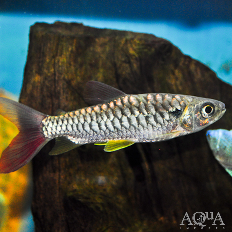 Yellowfin Chalceus (Chalceus erythrurus)