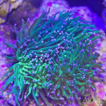 Electric Green Torch Coral (Euphylia glabrescens)