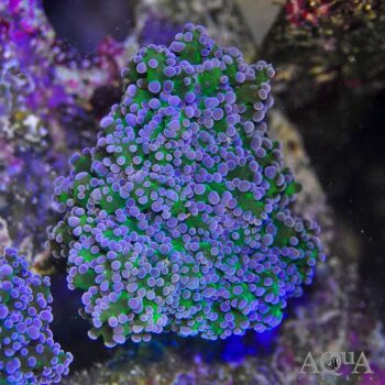 Pink Tip Wall Frogspawn Coral (Euphyllia divisa)