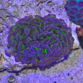 Pink Tip Wall Hammer Coral (Euphyllia ancora)
