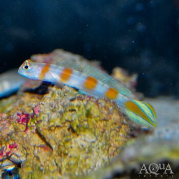 Pinkbar Goby (Cryptocentrus aurora)