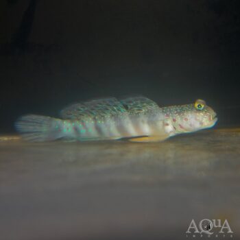 Pink Spotted Watchman Goby (Cryptocentrus leptocephalus)