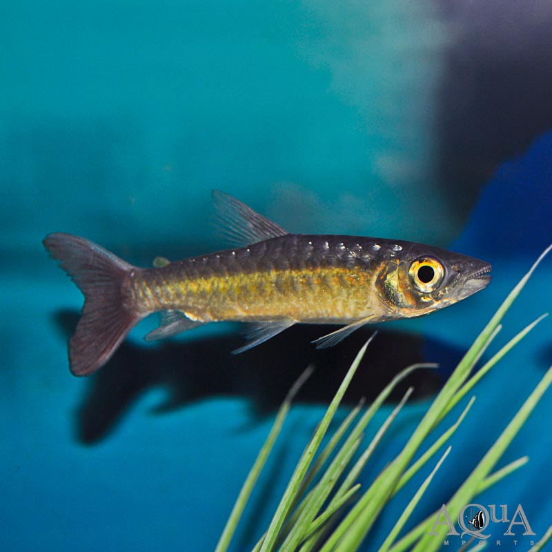 Pinktail Chalceus (Chalceus macrolepidotus)