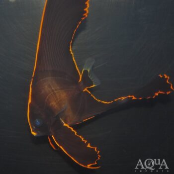 Pinnatus Batfish (Platax pinnatus)