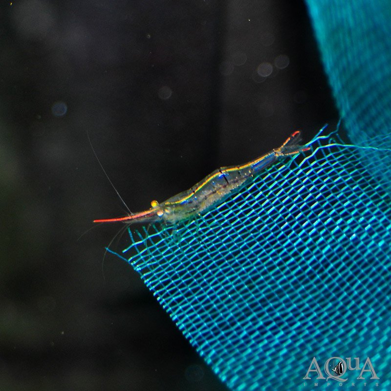 Pinocchio/Red Nose Shrimp (Caridina gracilirostris)