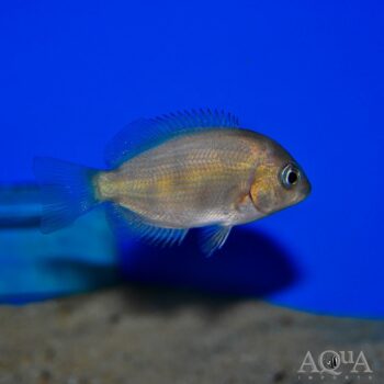 Pinstripe Damba Cichlid (Paretroplus menarambo)
