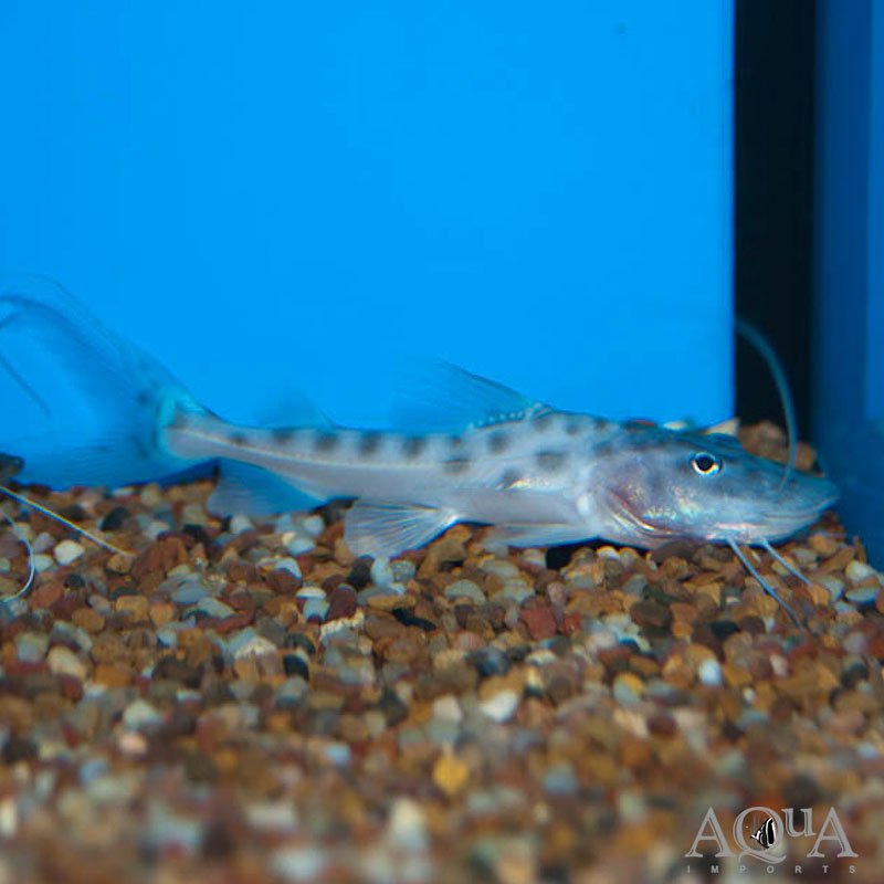 Peru Piraiba Catfish (Brachyplatystoma capapretum)