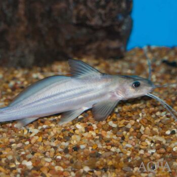 Blue Jumper Catfish (Exallodontus cf. aguanai)