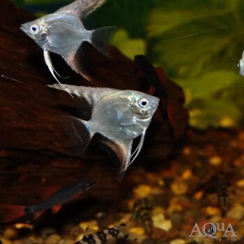 Platinum Angelfish (Pterophyllum scalare)