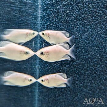 Platinum Burmese Clouded Archer (Toxotes blythii)