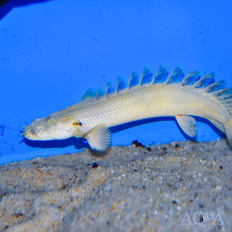 Platinum Endlicheri Bichir (Polypterus endlicheri 'Platinum') - Image 2
