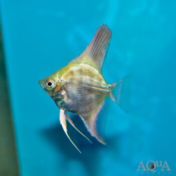 Platinum Green BSP Angelfish (Pterophyllum scalare)
