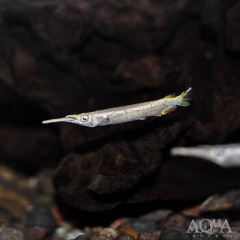 Wrestling Halfbeak (Dermogenys pusilla)