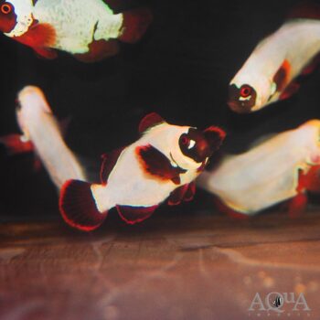 Platinum Maroon Clownfish (Premnas biaculeatus)