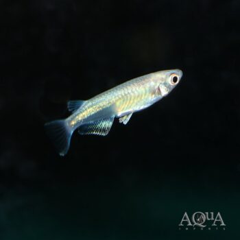 Platinum Medaka Ricefish (Oryzias latipes 'platinum')