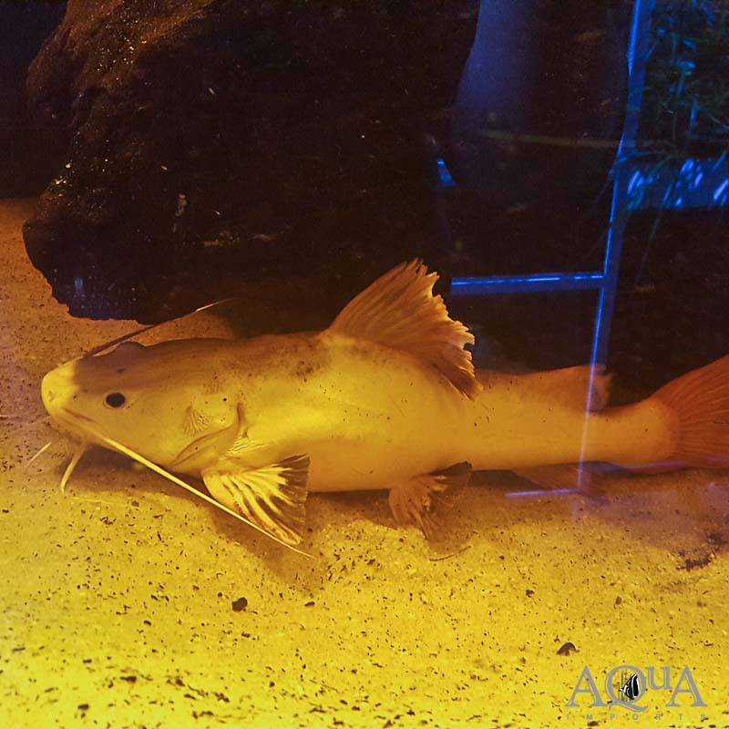 Platinum Redtail Catfish (Phractocephalus hemioliopterus)