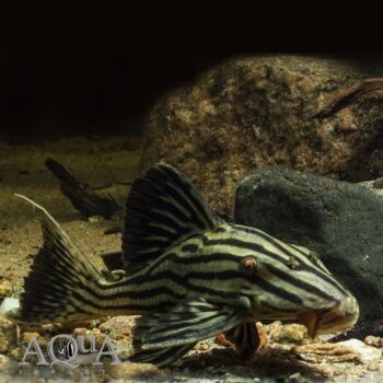 L027a Xingu 'Platinum' Royal Pleco