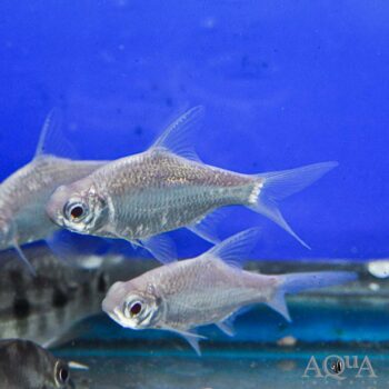 Platinum Tinfoil Barb (Barbonymus altus)