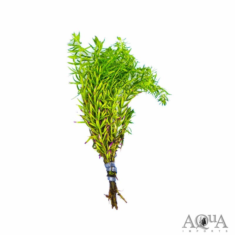 Pogostemon erectus