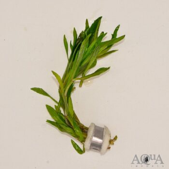 Pogostemon stellatus 'Octopus'