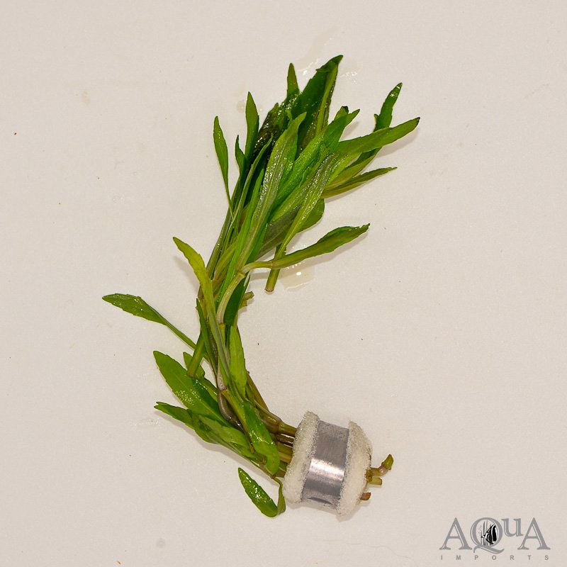 Pogostemon stellatus 'Octopus'