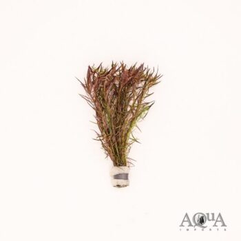 Pogostemon stellatus ‘Narrow Leaf’