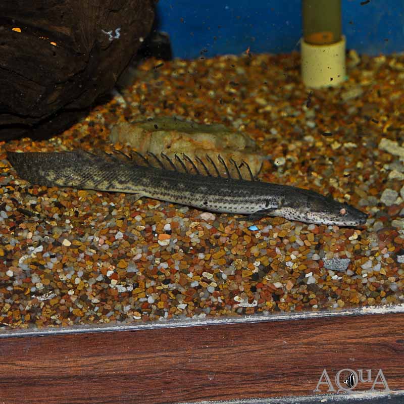 Lapradei Bichir 'Faranah' (Polypterus lapradei)