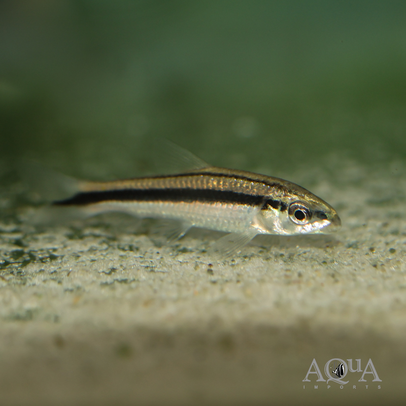 Pongo Characin (Parodon pongoensis)