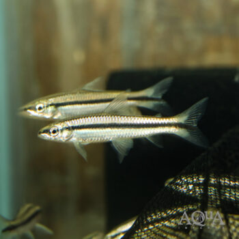Pongo Characin (Parodon pongoensis)